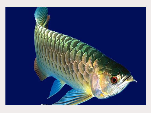 養(yǎng)魚風(fēng)水，養(yǎng)魚的六大禁忌要清楚！長(zhǎng)春風(fēng)水大師，長(zhǎng)春風(fēng)水